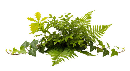 Assorted Green Foliage Arrangement, isolated on white background