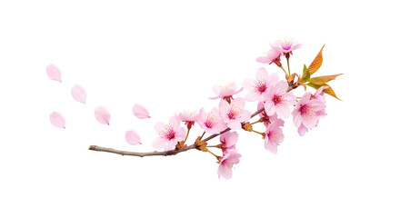 Obraz premium Cherry Blossom Branch with Falling Petals, isolated on white background