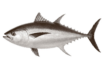 Vector illustration of tuna in black and white with vintage engraving style. Ideal for seafood labels, menus, and editorial design.  