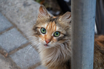 Green-Eyed Calico Cat Looking at Camera
