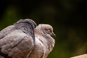 Close-up Portrait of Two Pigeons