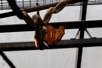Bat Hanging Upside Down with Translucent Wings