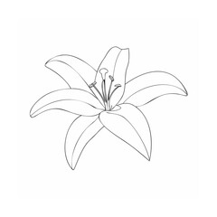 vector illustration of lily