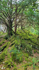 Obraz premium Fairytale Forest Scene with Mossy Roots and Twisted Trees in Ireland