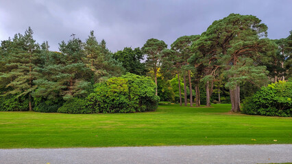 Open Grass Field Surrounded by Tall Pine Trees in Killarney National Park, Ireland © Dmytro Rudenko