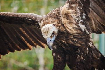 Close-up of a cinereous vulture with wings spread wide, showing its powerful build, sharp beak, and...