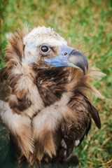 Cinereous vulture sits on grass with ruffled feathers and curved beak, gazing to the side in a calm and alert pose