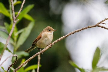 A Common Whitethroat chick perches on a thin branch, positioned perpendicular to the camera lens on a cloudy summer day.