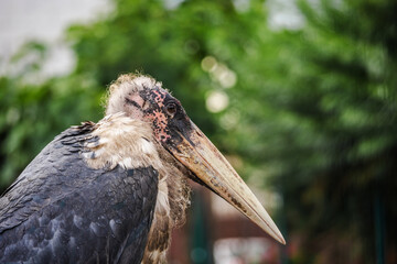 Side view of a marabou stork standing calmly with closed beak, displaying bald head and detailed feathers against a green blurred background