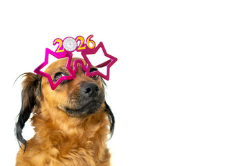 Happy new year 2026 thinking about new year resolutions. funny puppy with bright pink glasses...