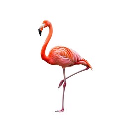 Fototapeta premium Isolated flamingo image for graphic design projects and flamingo themed backgrounds and presentations use case