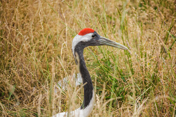 White-naped crane with red crown and long black neck stands among tall dry grasses in a natural habitat