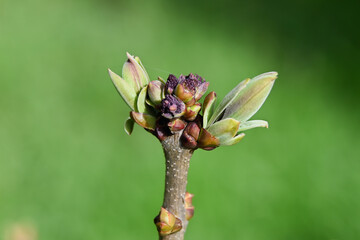 buds on the branch