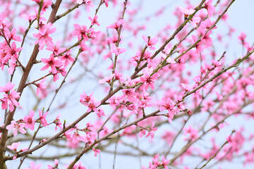 blossom