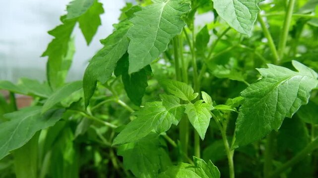 Bunch of green leaves of a plant