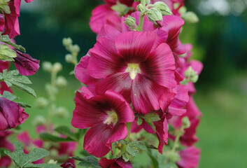 Raspberry mallow decorates the summer garden