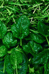 Fresh leaves of arugula and spinach as background.