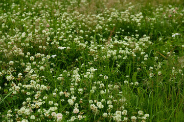 Fototapeta premium A Beautiful Lush Green Field Delicately Covered with White Clover Blossoms in Full Bloom