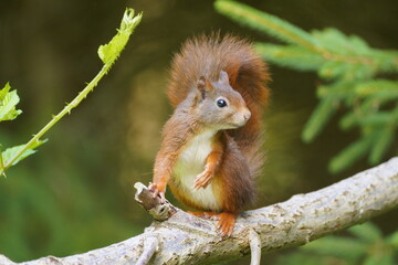 red squirrel