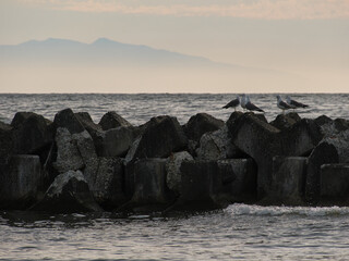夕暮れに佇むウミネコ / Black-tailed gulls perching at dusk