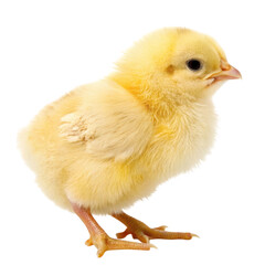 Obraz premium Charming yellow chick standing alone on a clean white background showcasing its fluffy feathers and curious expression
