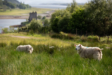 view onto Castle Stalker in Scotland with sheep in the foreground