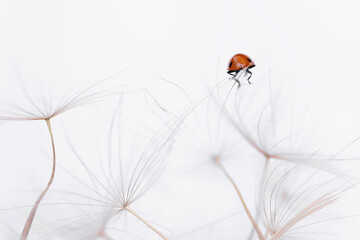 Ladybird on a white dandelion, representing the freshness and beauty of the spring season.