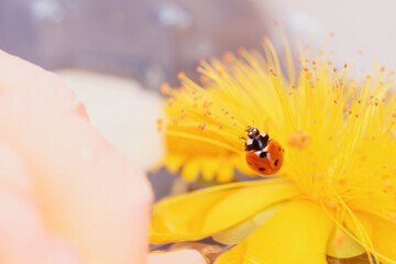 Macro photo of a red ladybug crawling on vibrant yellow flower stamens