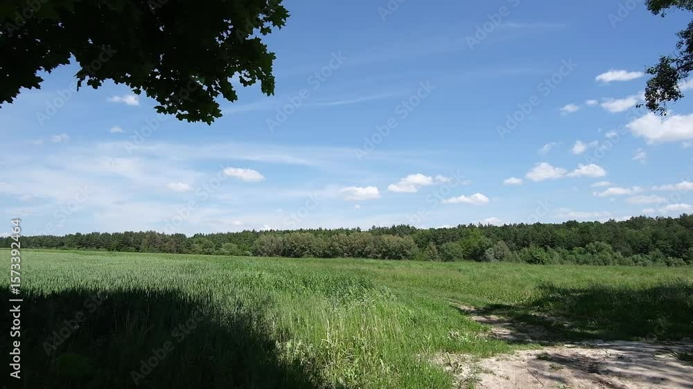 Poster field of grass with a tree in the background