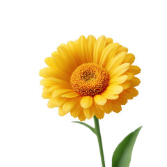 Naklejka premium Bright yellow gerbera daisy in full bloom against a clear background, showcasing vibrant petals and natural beauty.