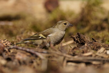finch close up