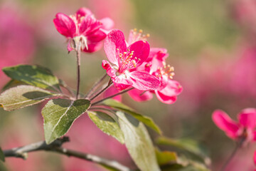 Close-up of pink blossoms against soft background, possibly in a garden or park Cherryplum tree...