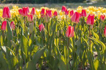 Vibrant scene of red tulips in bloom, scattered across frame, grown individually in garden or...