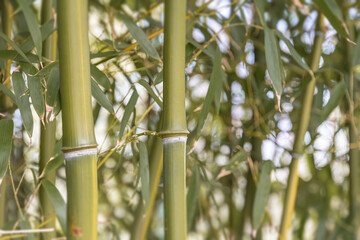 Close-up of bamboo stalks in a natural outdoor setting, with distinct horizontal nodes and small...