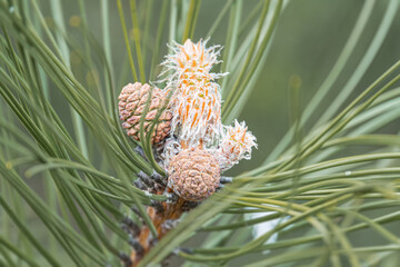 Close-up view of coniferous tree branches with yellow flowers, natural light, outdoor setting,...