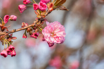 Close-up of cherry blossoms in full bloom, predominantly pink with subtle color variations, against a blurred background suggesting sky No text present Naturalistic style emphasizing delicate beaut