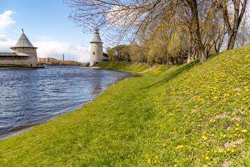 Spring riverside near Pskov Kremlin: grassy bank with yellow flowers, where Pskova River meets...