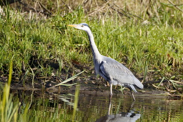 blue heron