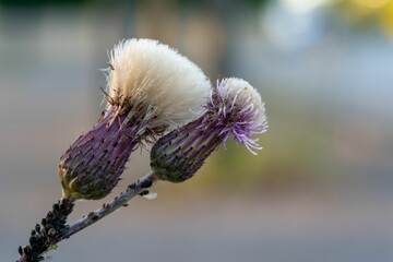Close-up of a thistle flower with delicate petals.
