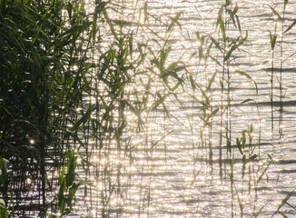 夕暮れの川辺に輝くヨシ / Reeds glistening by the river at dusk