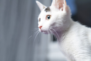 Adorable curious white kitten with big green eyes looking directly at camera indoors, close up...
