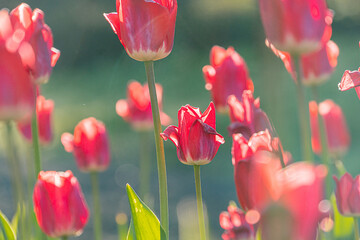 Close-up of red tulips with green stems against a blurred background, vibrant colors, natural...