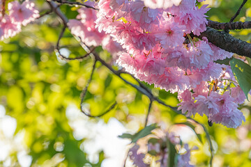 Close-up of blooming cherry blossoms, pink and green tones, soft lighting, natural setting.