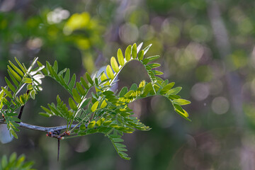Close-up of a partially open plant bud, with elongated green leaves and curved stems, against an...
