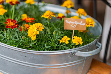 A large silver bucket filled with vibrant yellow and orange flowers atop a weathered wooden...