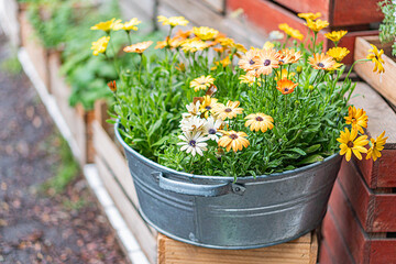 Rustic outdoor scene with a weathered metal bucket filled with vibrant flowers yellows, purples,...