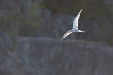 A Flying Arctic Tern With Spread Wings (Sterna Paradisaea)