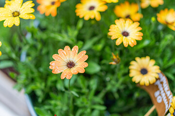Close-up of vibrant yellow and orange potted plants, outdoor setting market stall or garden area,...