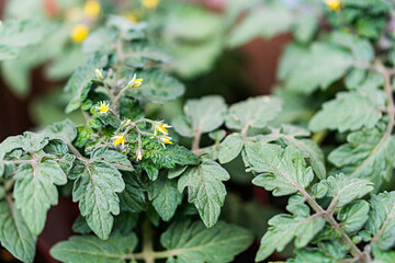Close-up photograph of a vibrant yellow flower on a lush green plant, taken in an outdoor setting...