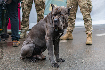 Large military dog on wet pavement, possibly a Cane Corso or Mastiff type, with dark fur and...